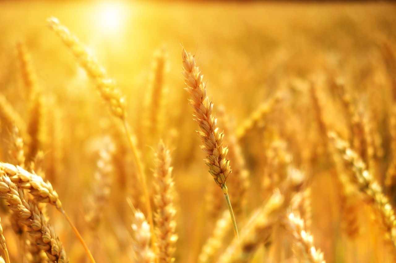 agrifood