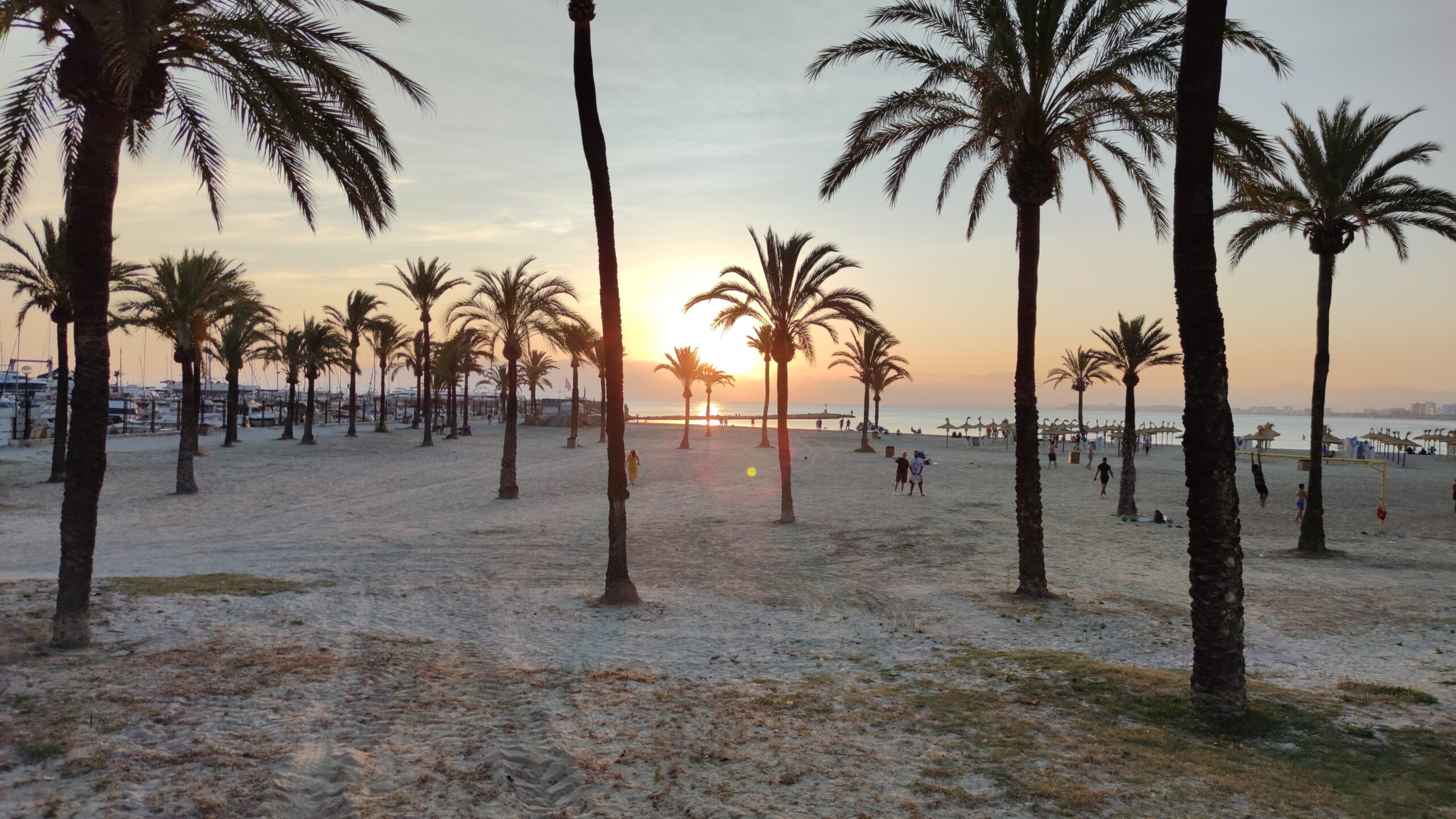 Palme a Platja de Palma, sull'isola di Maiorca, meta cult del turismo esperienzale ed estivo europeo (foto: Enrico Parolisi)