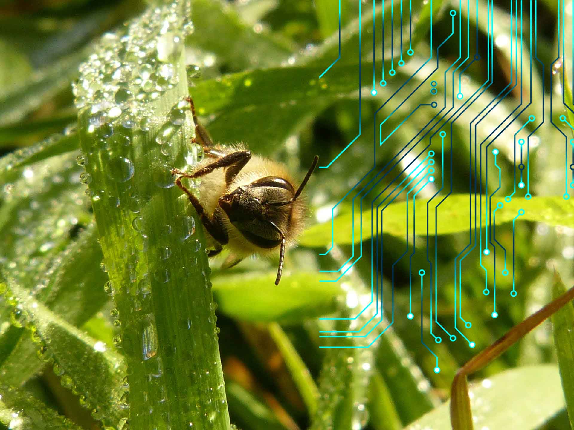 modelli complessi storie di ricerca ape tecnologia | F-Mag Storie di Ricerca: da uno sciame di api a uno sciame di... droni