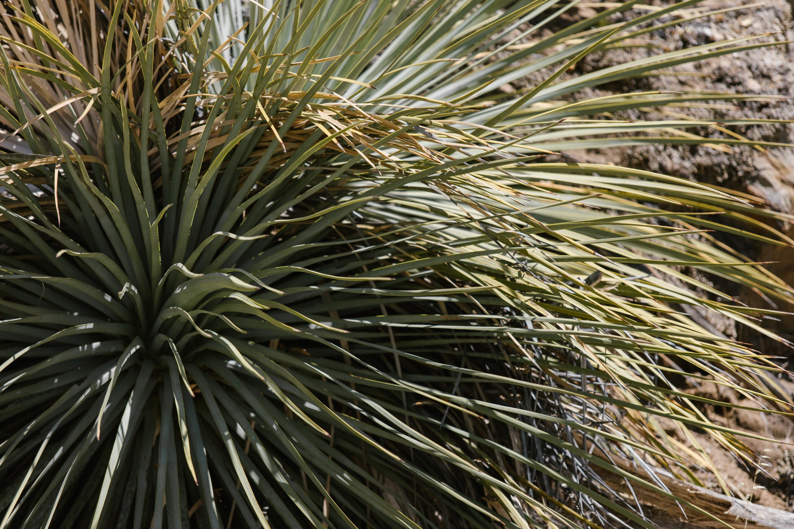 yucca gloriosa