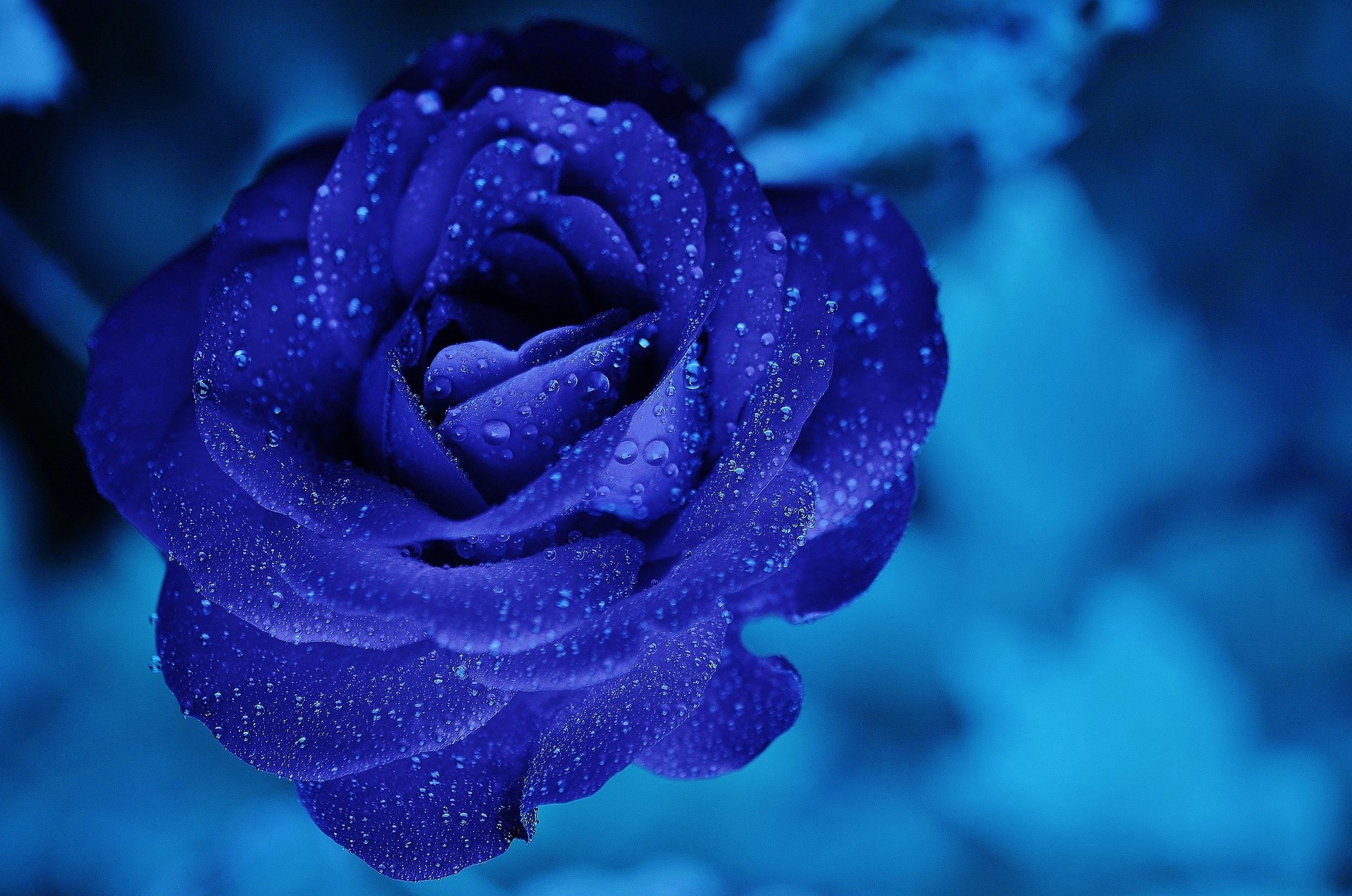 una rosa simbolo del blue monday 2023 16 gennaio