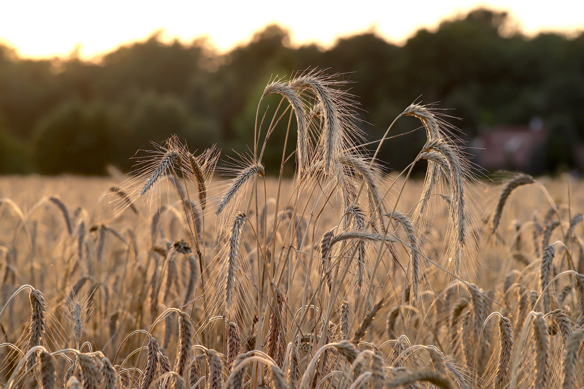 estate 2023 caldo spighe coldiretti agricoltura