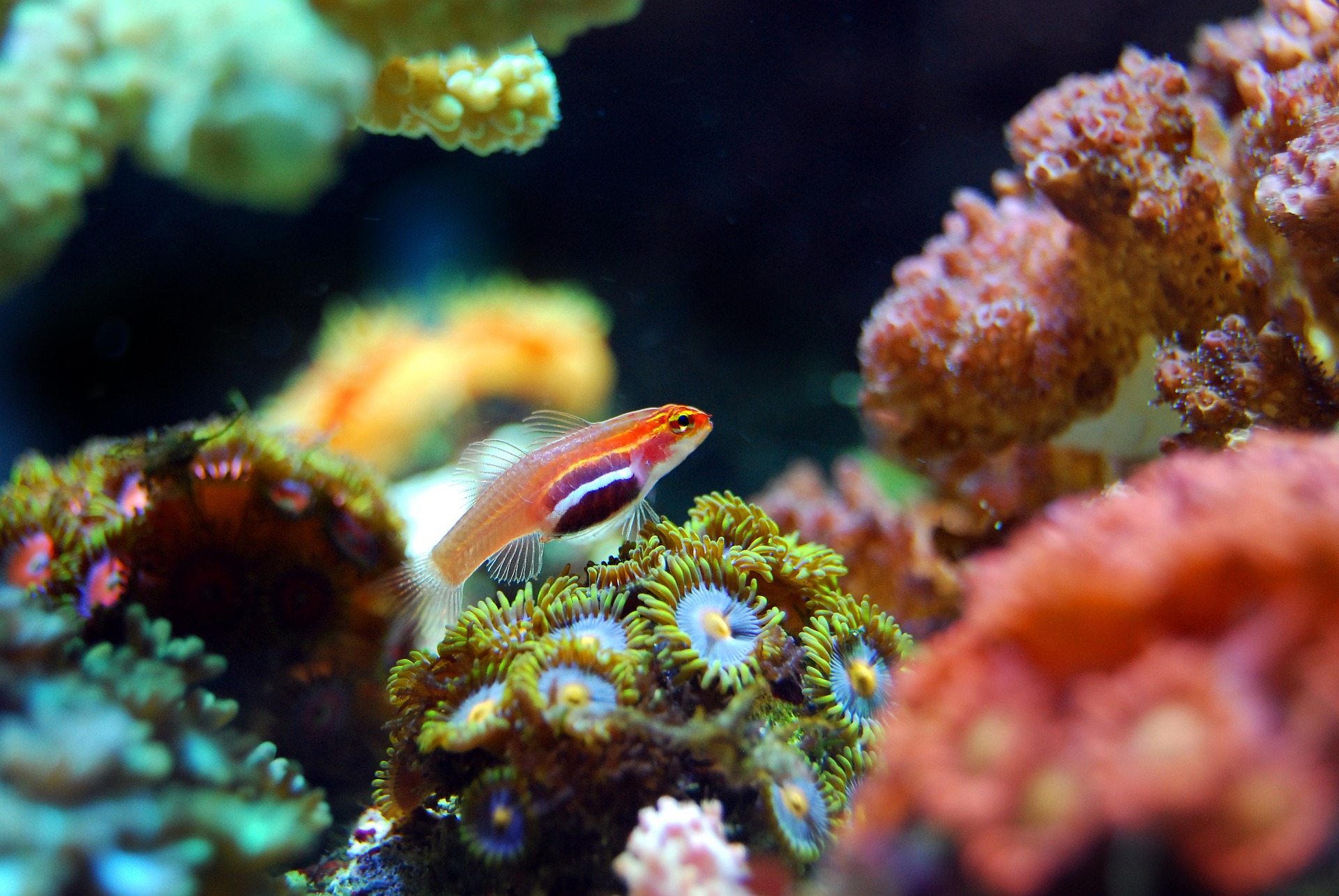 barriera corallina riscaldamento globale