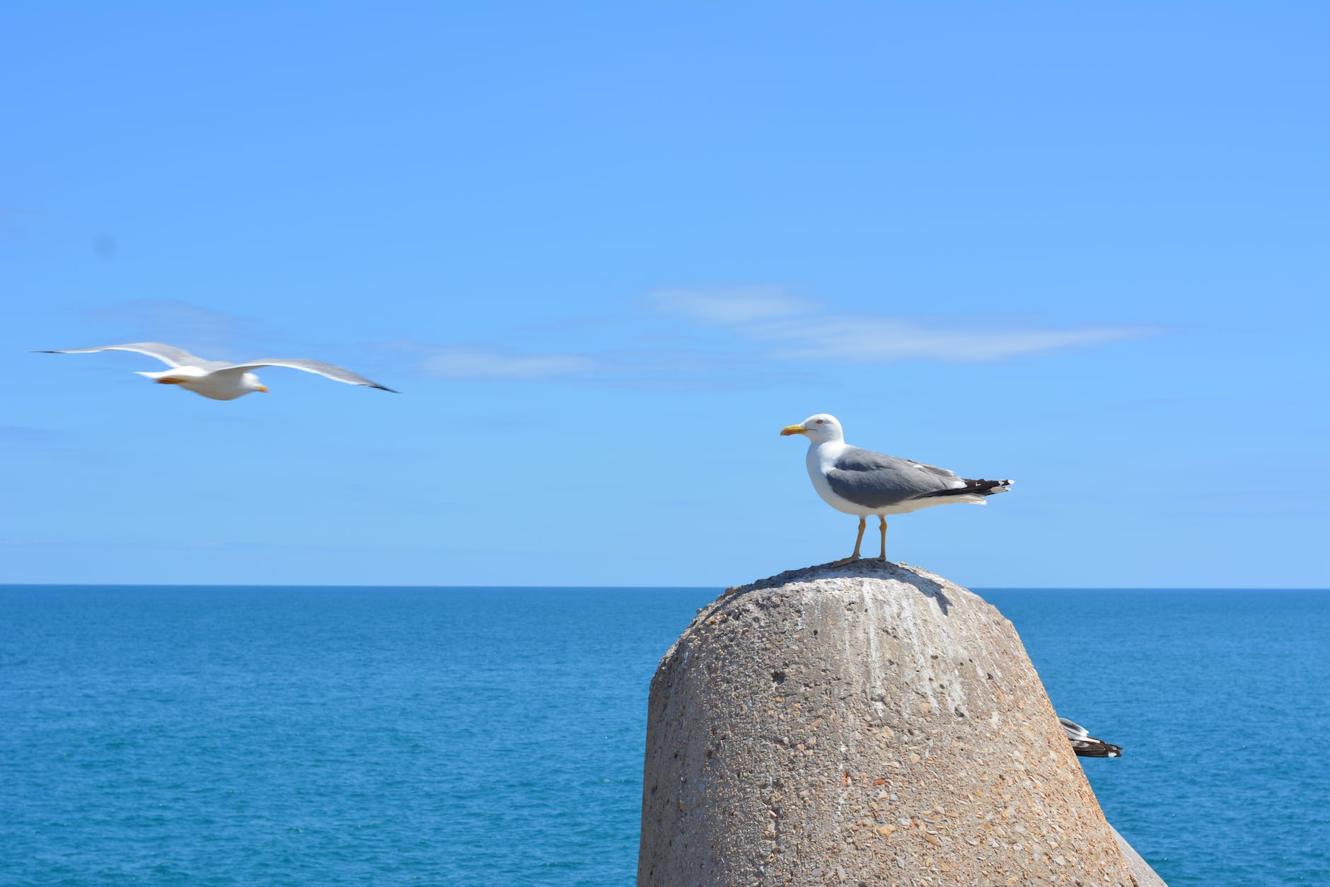 sea birds flying