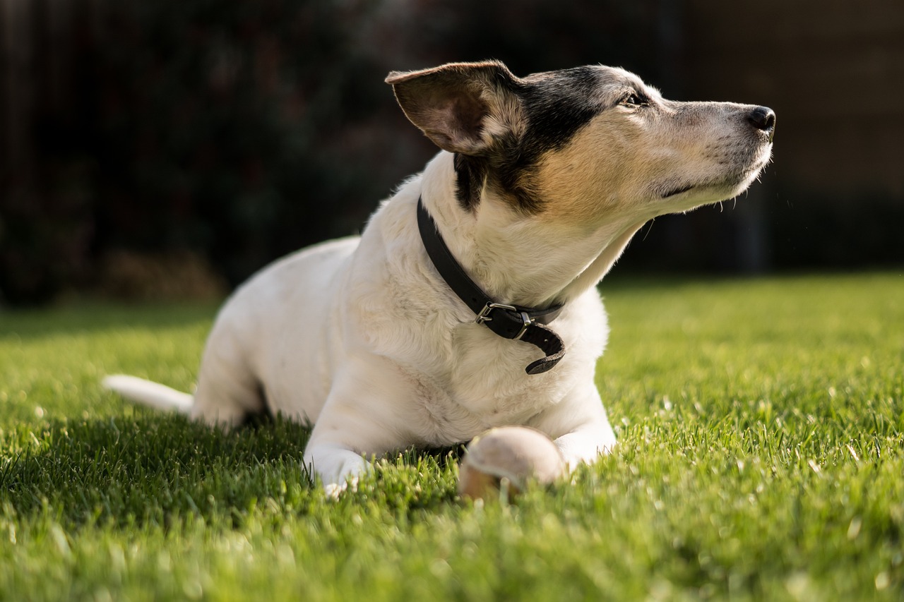 animal 4112950 1280 | F-Mag Pet Economy: curare i nostri amici a quattro zampe? Sempre più costoso